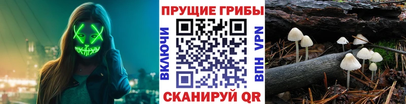 shop Telegram  Новый Оскол  Галлюциногенные грибы MAGIC MUSHROOMS  дарнет шоп 